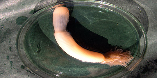 6 hewan yang miliki tubuh mirip penis