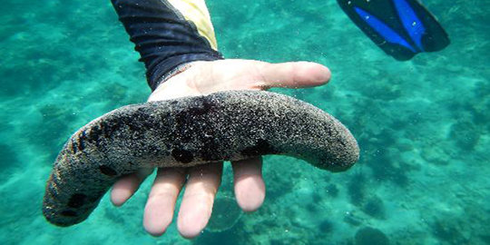 6 Hewan Yang Miliki Tubuh Mirip Penis Merdeka Com