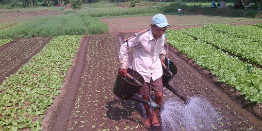 Alih fungsi ke perumahan, lahan pertanian di Lampung berkurang