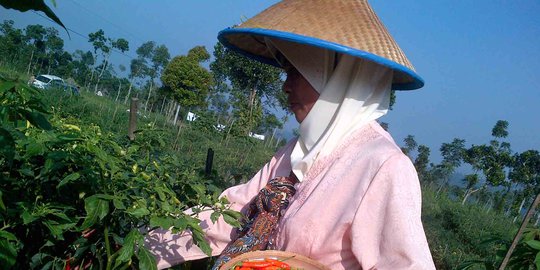 Perusahaan asing dituding berupaya kuasai akses benih petani