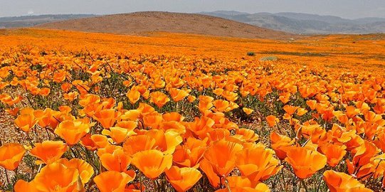 california poppy reserve