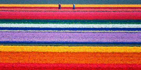 bollenstreek belanda