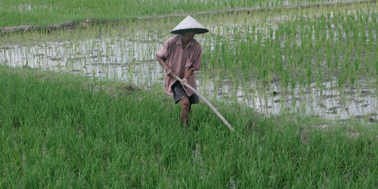 Produksi padi Sumut naik hingga 1,4 jutaan ton