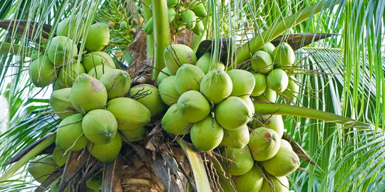 Tengatuel, kelapa terbaik dunia asal Sulut yang terancam punah