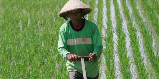 Serangan hama minim, panen padi di Lampung Selatan meningkat