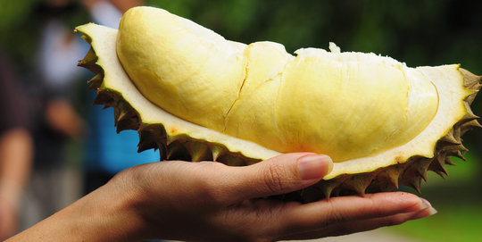 Menikmati desa wisata Durian Otong di Lebak Banten