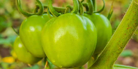 Kurangi risiko penyusutan otot dengan rajin makan tomat hijau