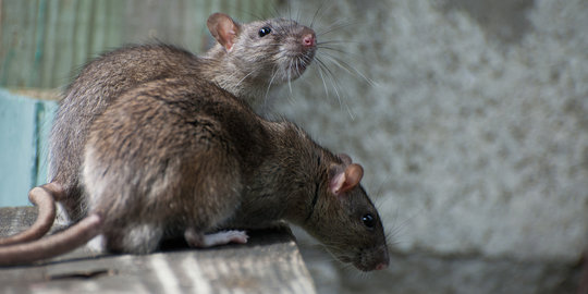 Perempuan Australia mengklaim rumahnya dimakan tikus