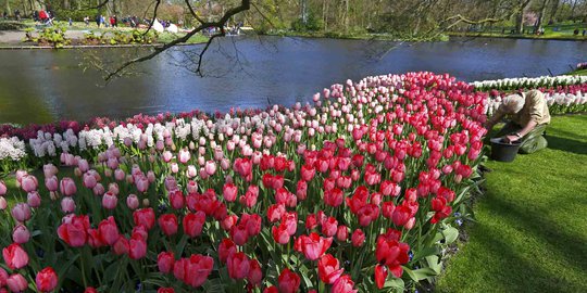 Indahnya warna-warni bunga tulip di Taman Keukenhof