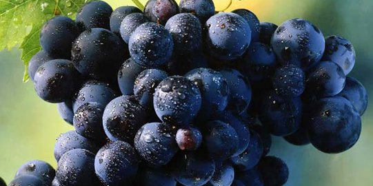 jangan memberikan 10 makanan ini pada balita