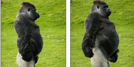 Gorila berjalan tegak berulang tahun ke-24