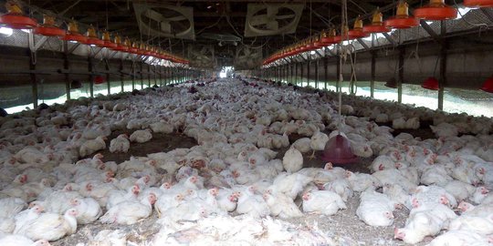 Temukan virus flu burung, Jepang musnahkan 112.000 ayam