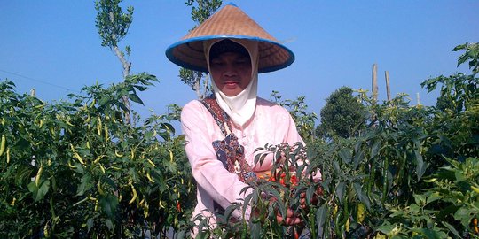 Kesejahteraan petani holtikultura di Sulut meningkat tajam