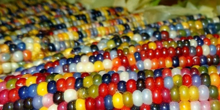 1020+ Gambar Hitam Putih Jagung Gratis Terbaru