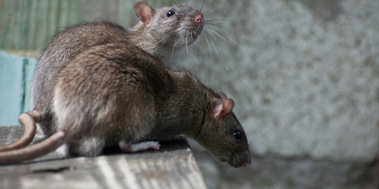 5 warga Boyolali tewas terserang penyakit kencing tikus