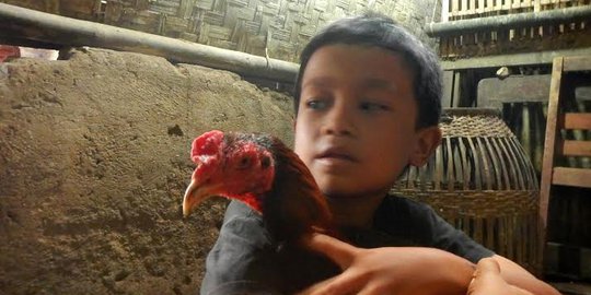 Cerita ayam jago di rumah keluarga Darsikin