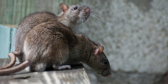 Lagi, 4 warga Boyolali dicurigai terkena leptospirosis