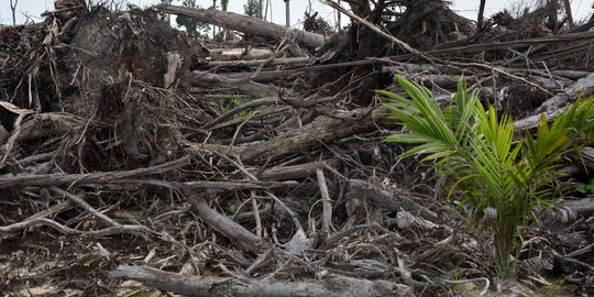 4 Pejabat di Aceh Tenggara terjerat kasus ilegal logging