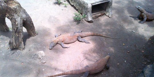 tahun komodo terkam 24 orang rev2