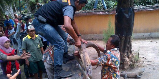 nyerah saat duel lawan komodo rev2