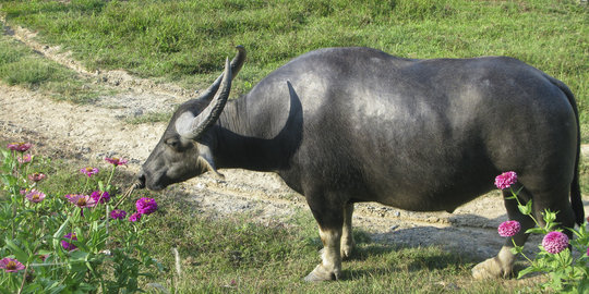 Surra, ancaman program swasembada daging sapi dan kerbau