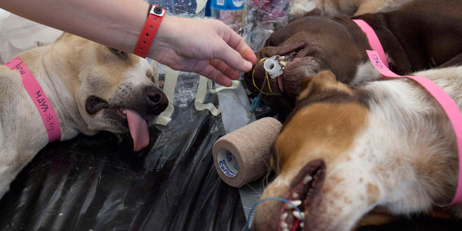 13 Warga Di Sumbar Digigit Anjing 1 Positif Rabies Merdeka Com