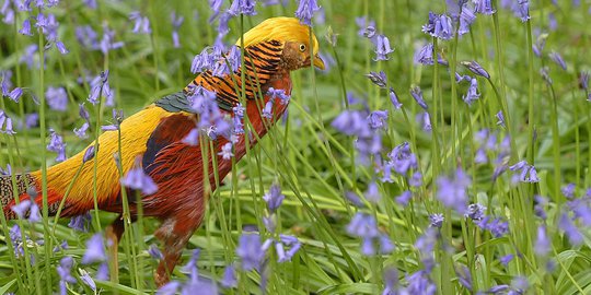 Kemilau burung emas Pheasant di Taman Royal Botanic Kew