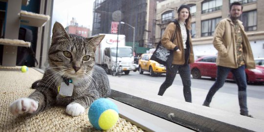 Lucunya kucing-kucing temani para pengunjung kafe di New York