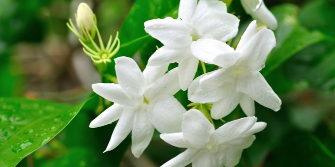 12 Aroma ini ternyata membawa sejuta manfaat kesehatan 