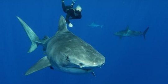 Penangkapan hiu masih jadi mata pencarian nelayan miskin