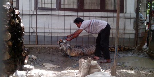 BKSDA Aceh amankan buaya rawa dari bekas kebun binatang