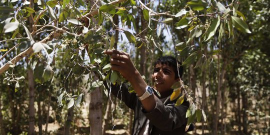 Kisah anak-anak di Yaman berprofesi sebagai petani daun khat