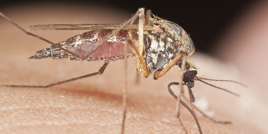 614 Warga di Tabalong Kalsel terkena malaria