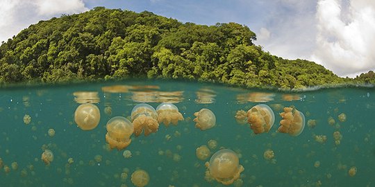 ubur palau