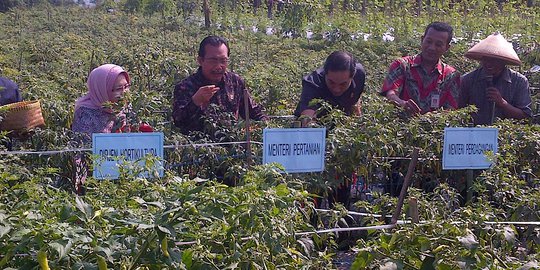 Mentan hadiri panen cabai perdana di Minahasa