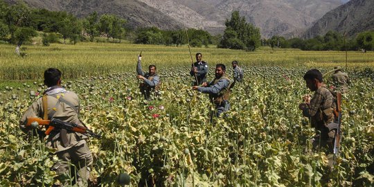 Ini cara polisi Afghanistan musnahkan ladang opium