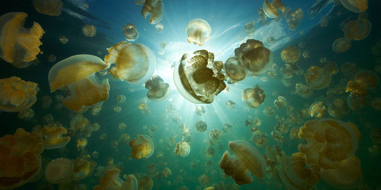 Serunya menyelam bersama ribuan ubur-ubur di Palau
