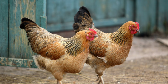 Fitch nilai pembatasan harga dan volume bibit ayam temporer