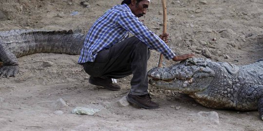 Asnawi 'Jaka Tingkir' dari Bangka kalah duel lawan buaya 4 meter