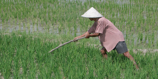 BPS: Harga gabah kering petani turun sepanjang April 2014