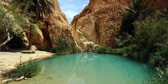 Menikmati kesegaran wisata oasis di tengah padang pasir Chibika