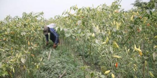 pertanian ditinggalkan rev1