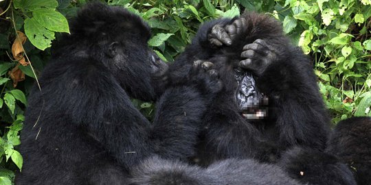 Meratapi kehidupan kawanan gorila gunung Kongo dari kepunahan