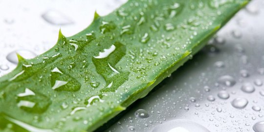 6 manfaat kesehatan lidah buaya yang baru ditemukan