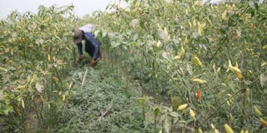 Jumlah petani di NTT mencapai 1,5 juta