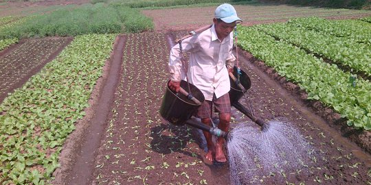 Tanpa mekanisasi, sulit rayu anak muda kerja di sektor pertanian