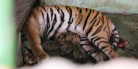 4 Harimau Sumatera lahir di Taman Margasatwa Medan