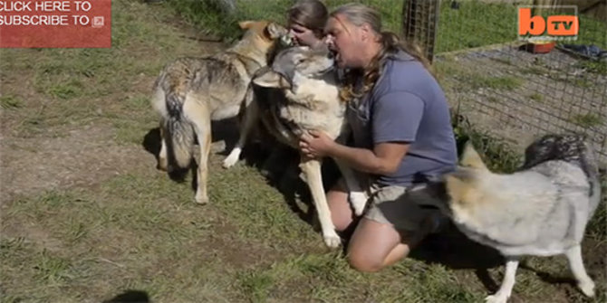 Video persahabatan manusia dengan  hewan  buas merdeka com
