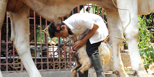 Polres Temanggung ringkus komplotan pencuri ternak