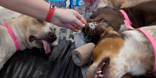 Hindari rabies, 62 anjing di Jakut ditangkapi